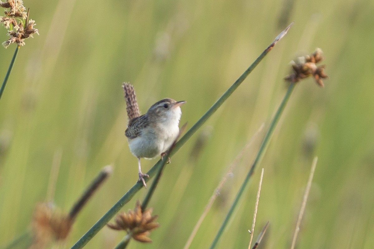 Sedge Wren - ML31252661