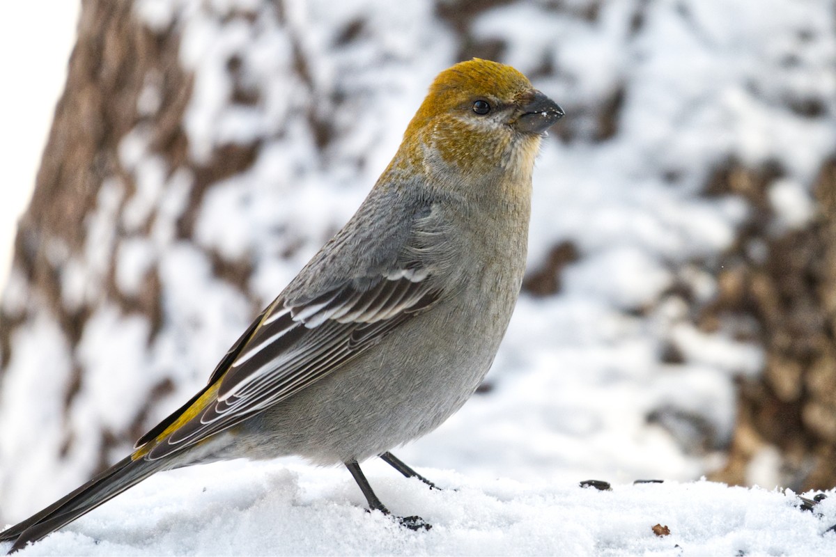 Нарсны шүршүү - ML312526711