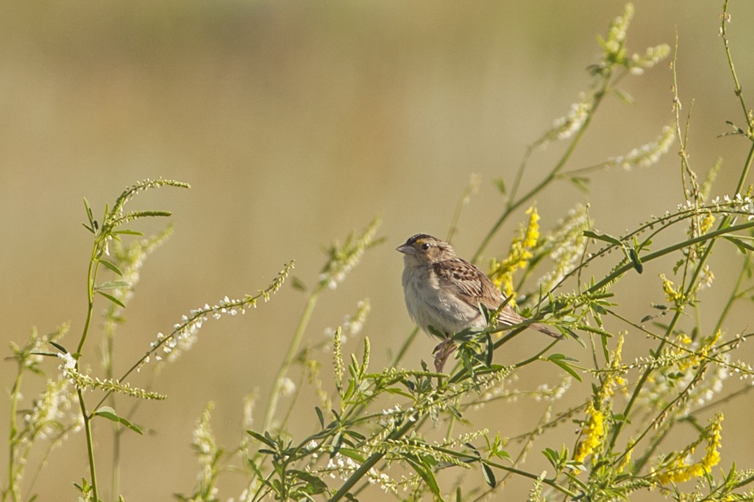 Grasshopper Sparrow - ML31252691