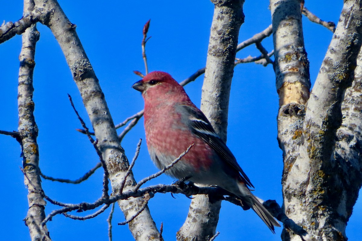 Нарсны шүршүү - ML312527161