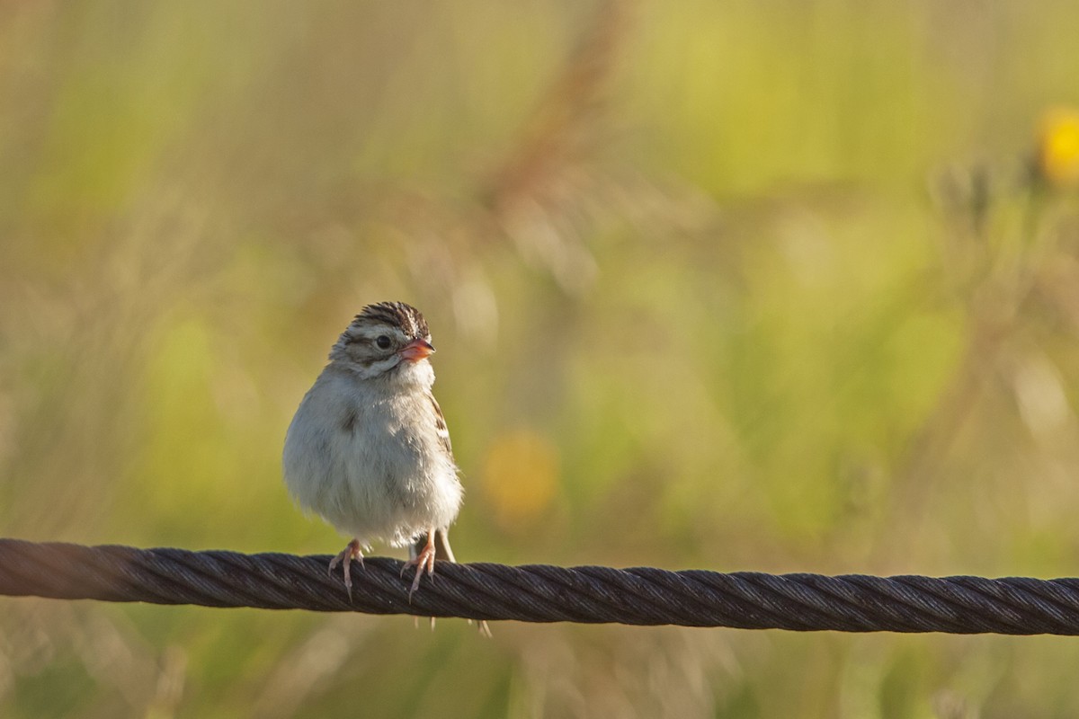 Clay-colored Sparrow - ML31252721