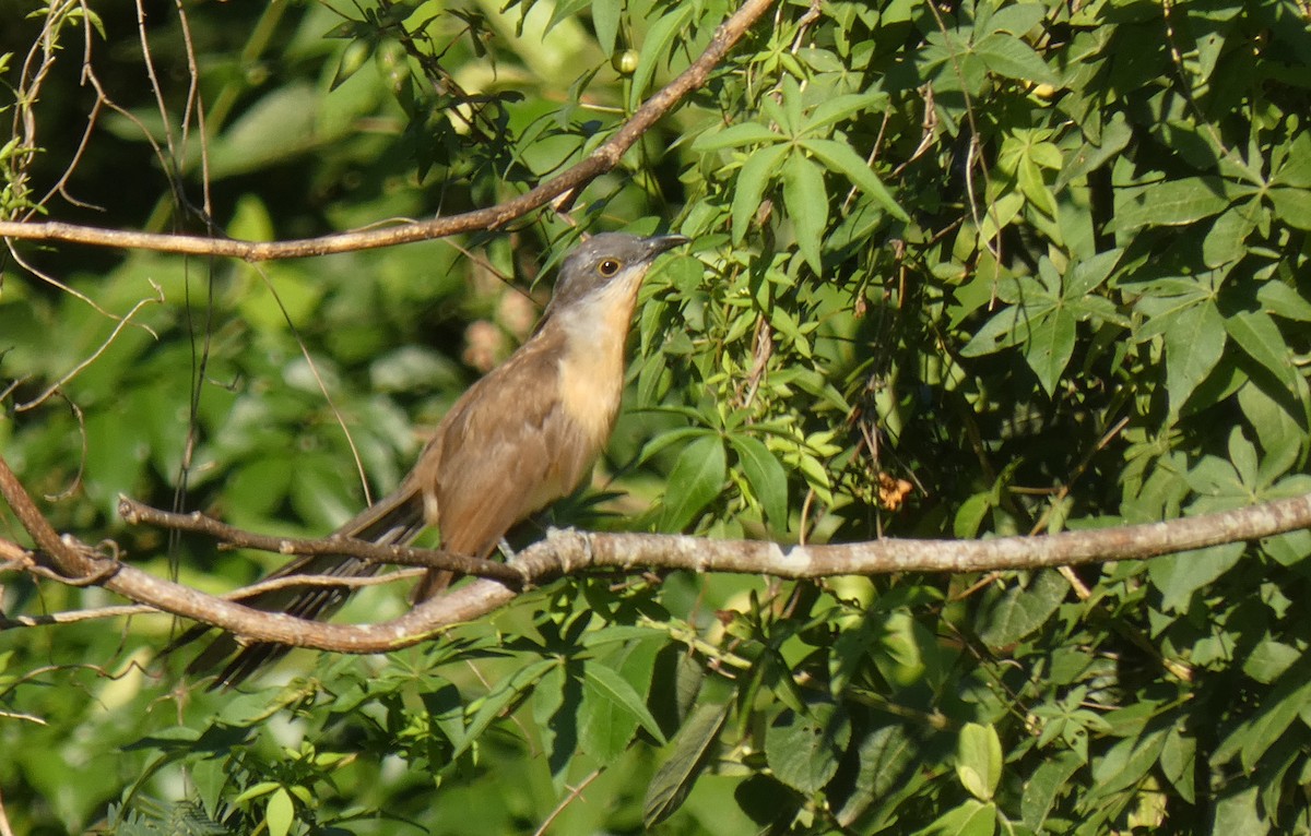 Dark-billed Cuckoo - ML312527631