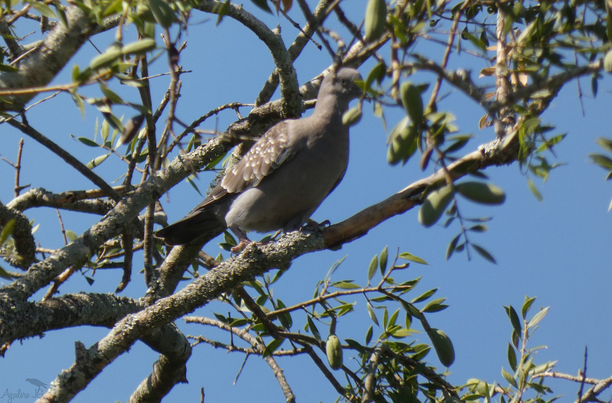 Spot-winged Pigeon - ML312528271