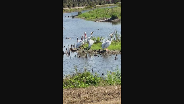 American White Pelican - ML312528501