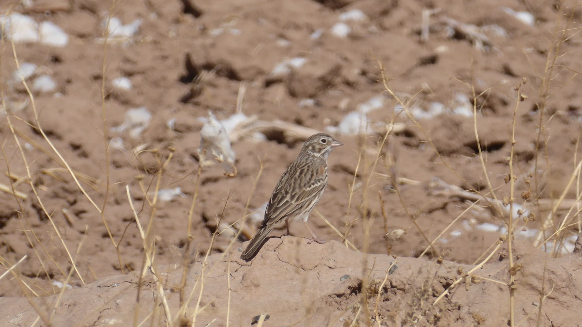 Vesper Sparrow - ML312529511