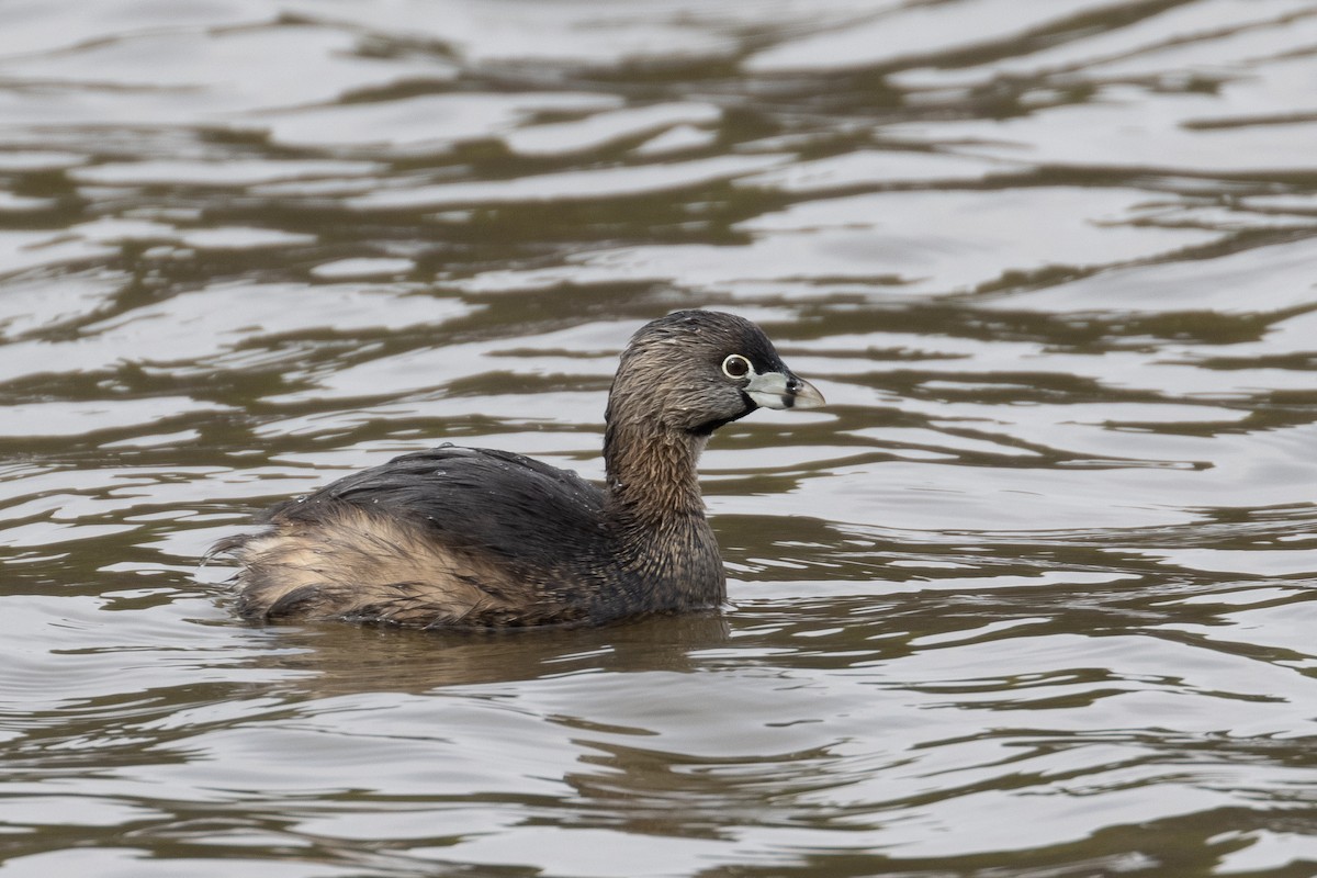 Pied-billed Grebe - ML312530001