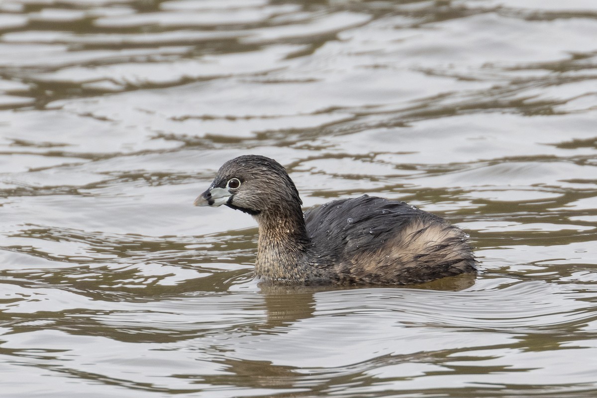 Pied-billed Grebe - ML312530021