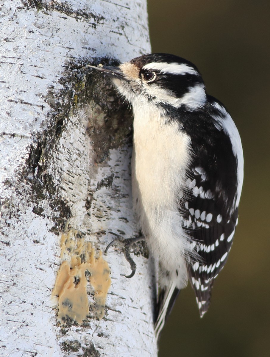 Downy Woodpecker (Eastern) - ML312532491