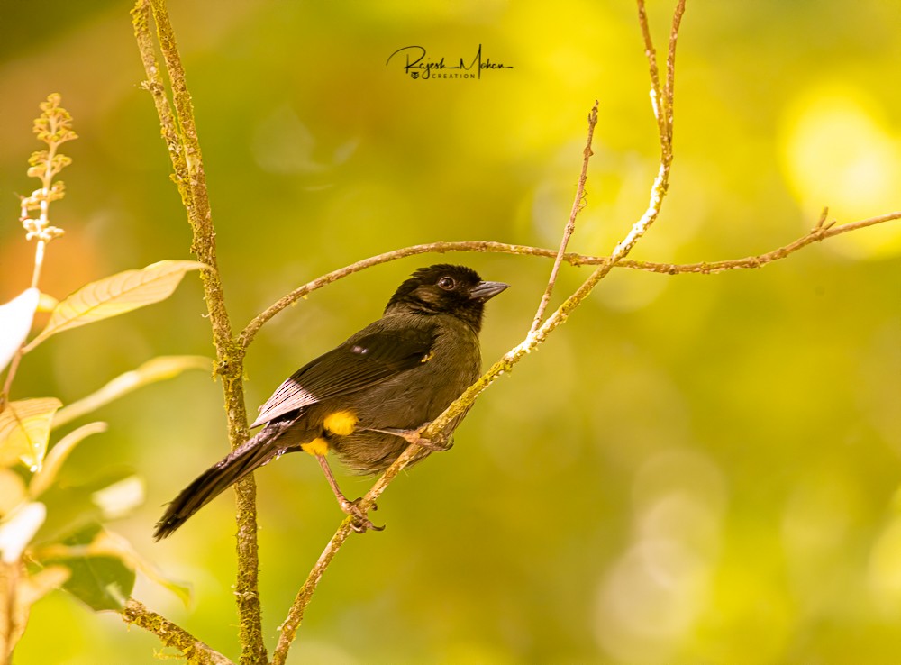 Yellow-thighed Brushfinch - ML312533461