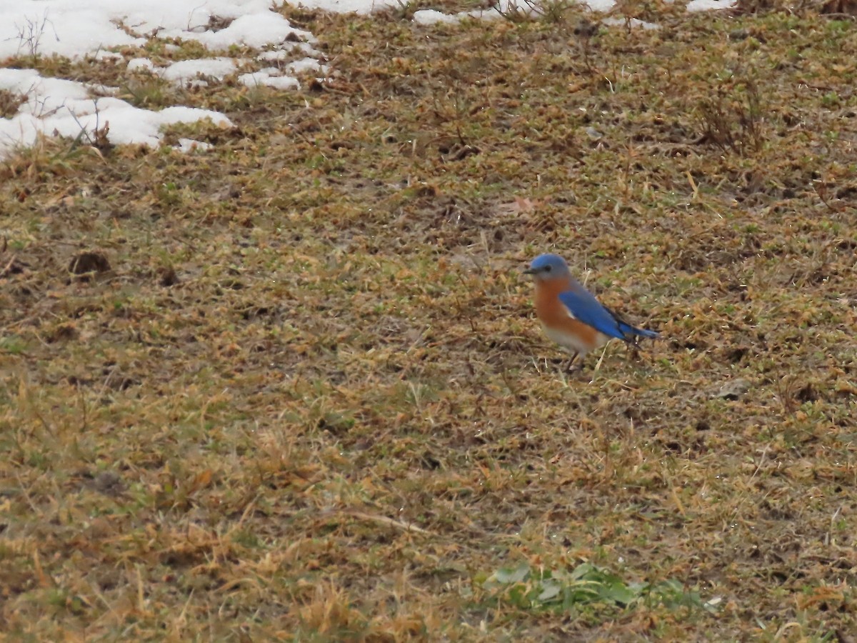 Eastern Bluebird - Marjorie Watson