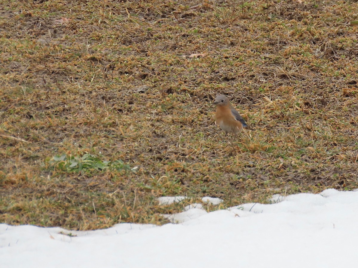 Eastern Bluebird - Marjorie Watson