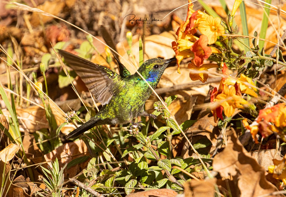 Lesser Violetear - ML312537531