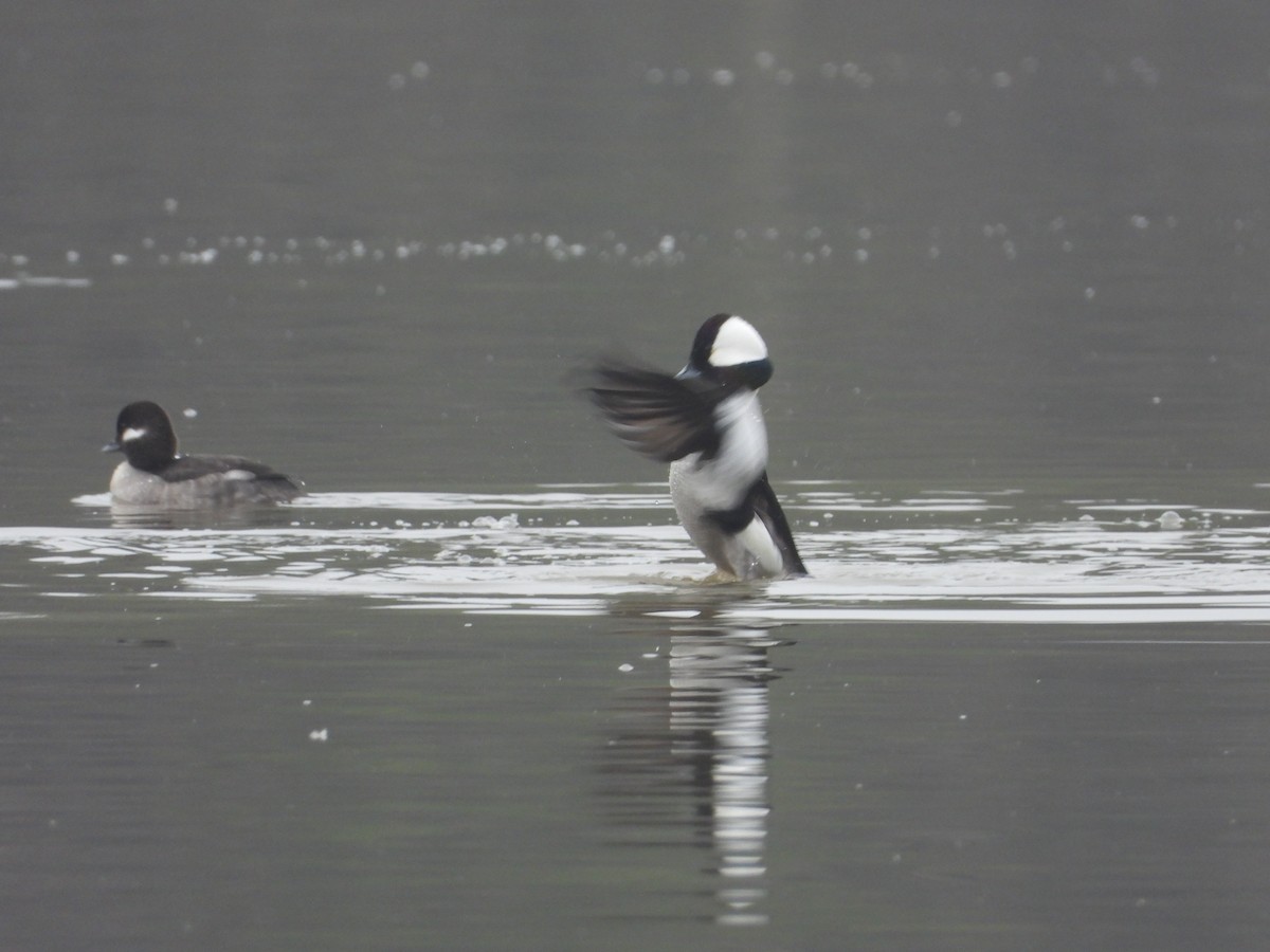 Bufflehead - ML312537571