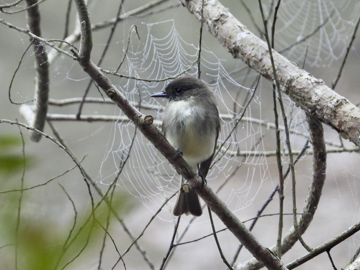 Eastern Phoebe - ML312537901