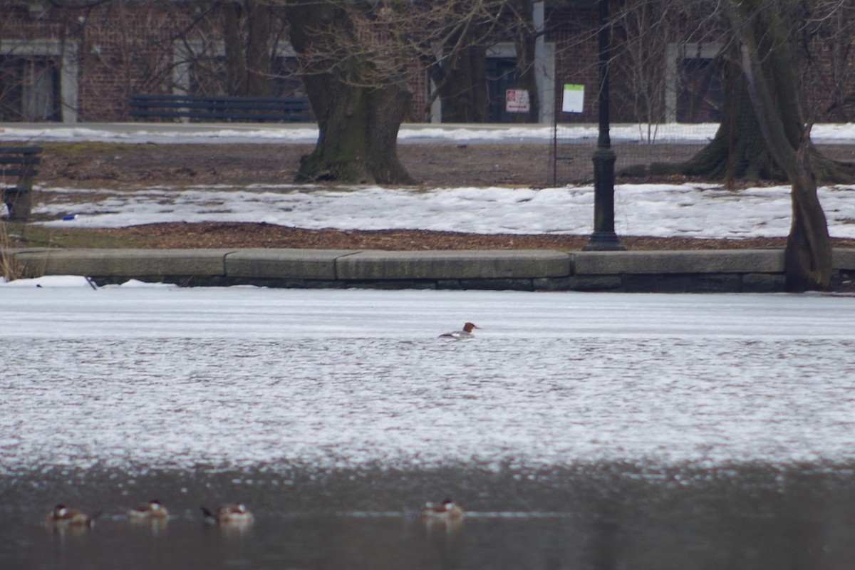 Common Merganser - ML312538171