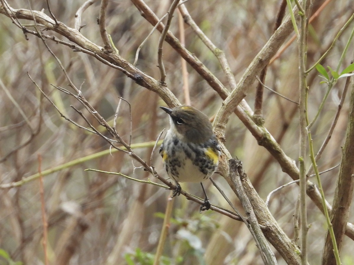 Yellow-rumped Warbler - ML312538331