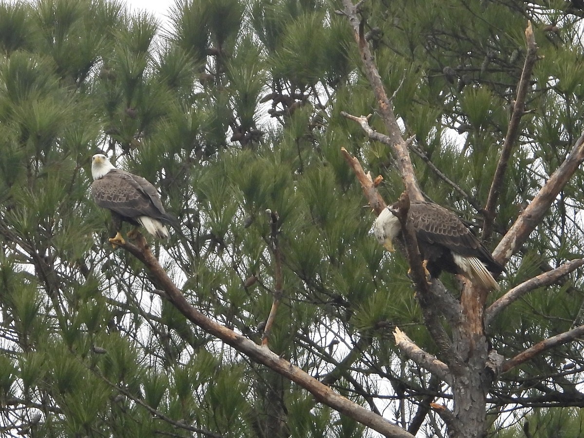 Bald Eagle - ML312538801