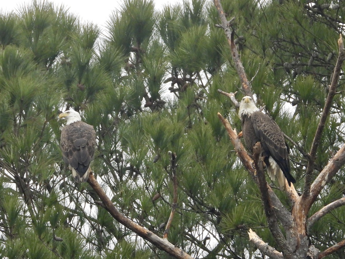 Bald Eagle - ML312538881