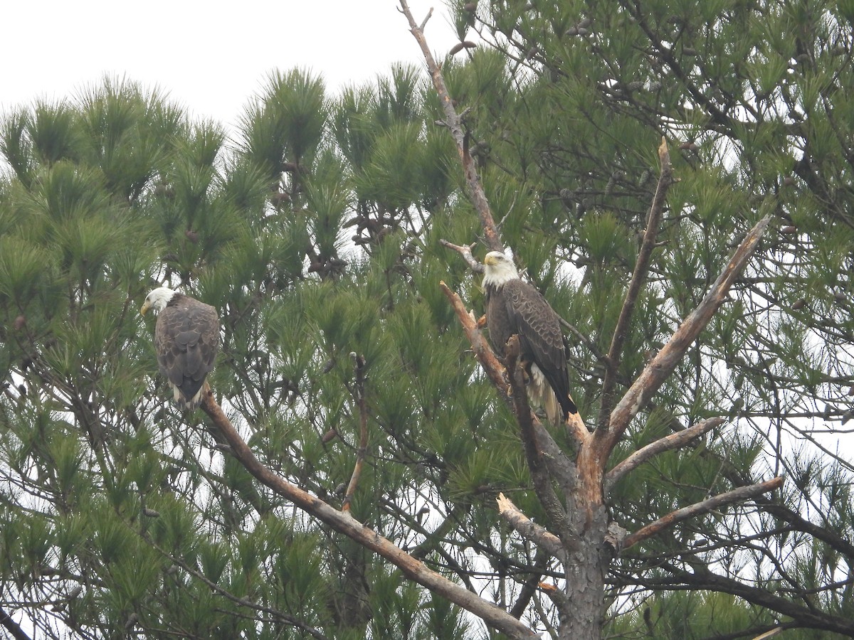 Bald Eagle - ML312538961