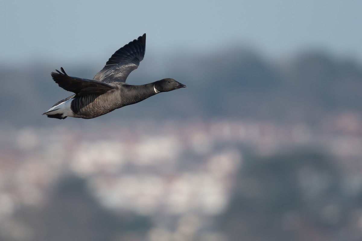Brant (Dark-bellied) - ML312539741