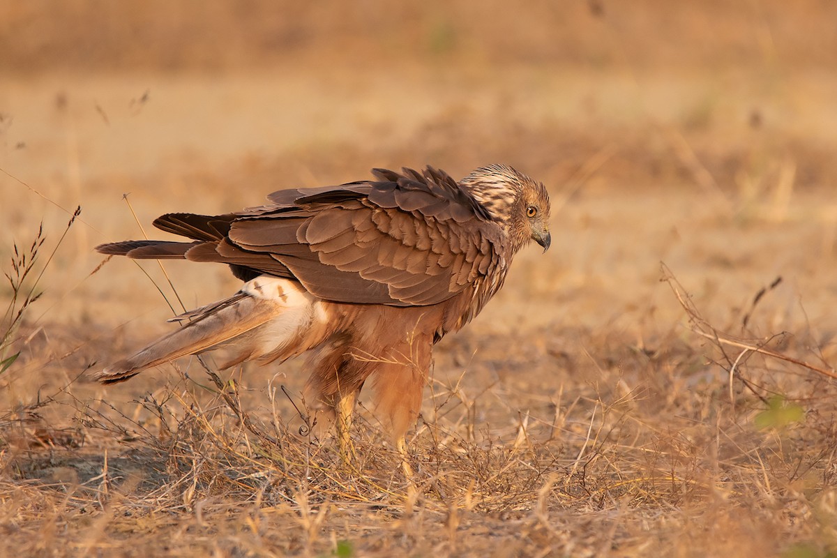 Eastern Marsh Harrier - Ayuwat Jearwattanakanok