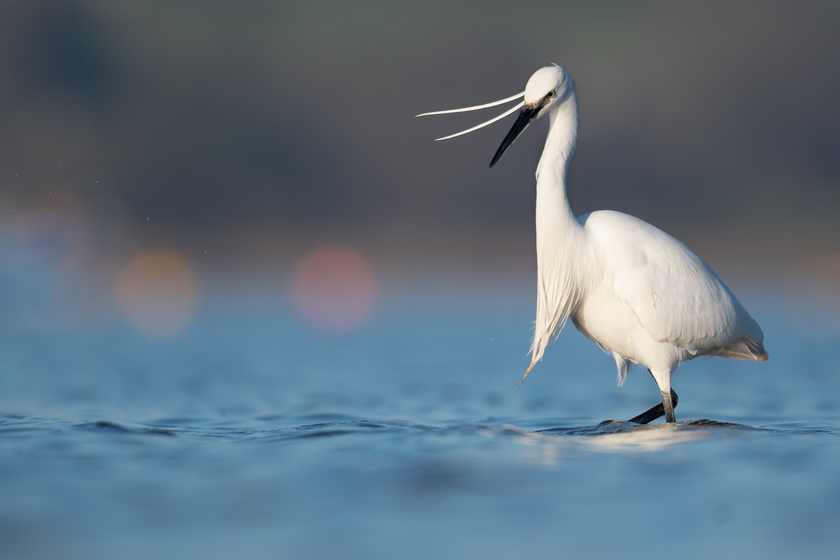 Little Egret - ML312541301