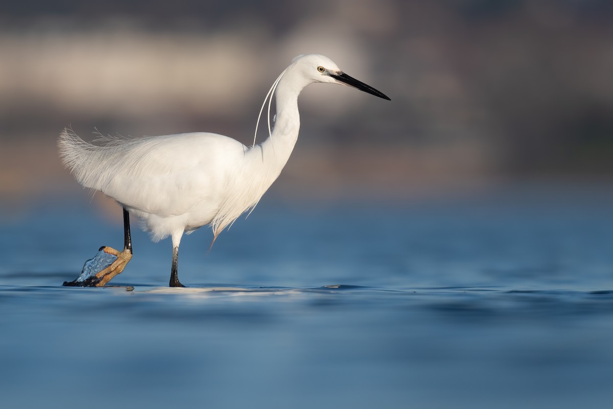 Little Egret - ML312541331