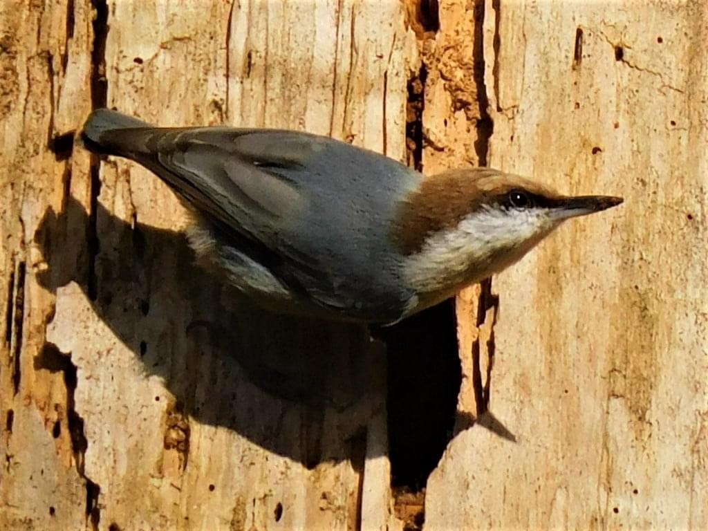 Brown-headed Nuthatch - ML312541421
