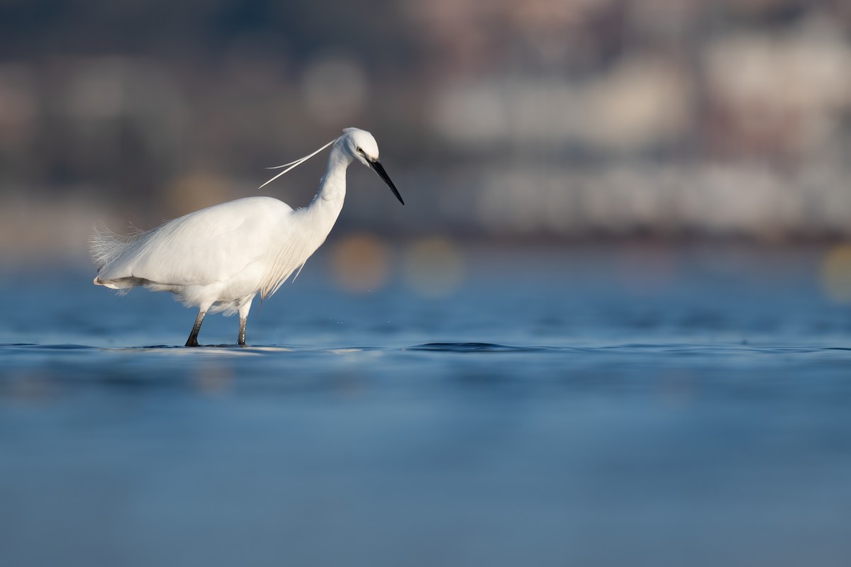 Little Egret - ML312541431