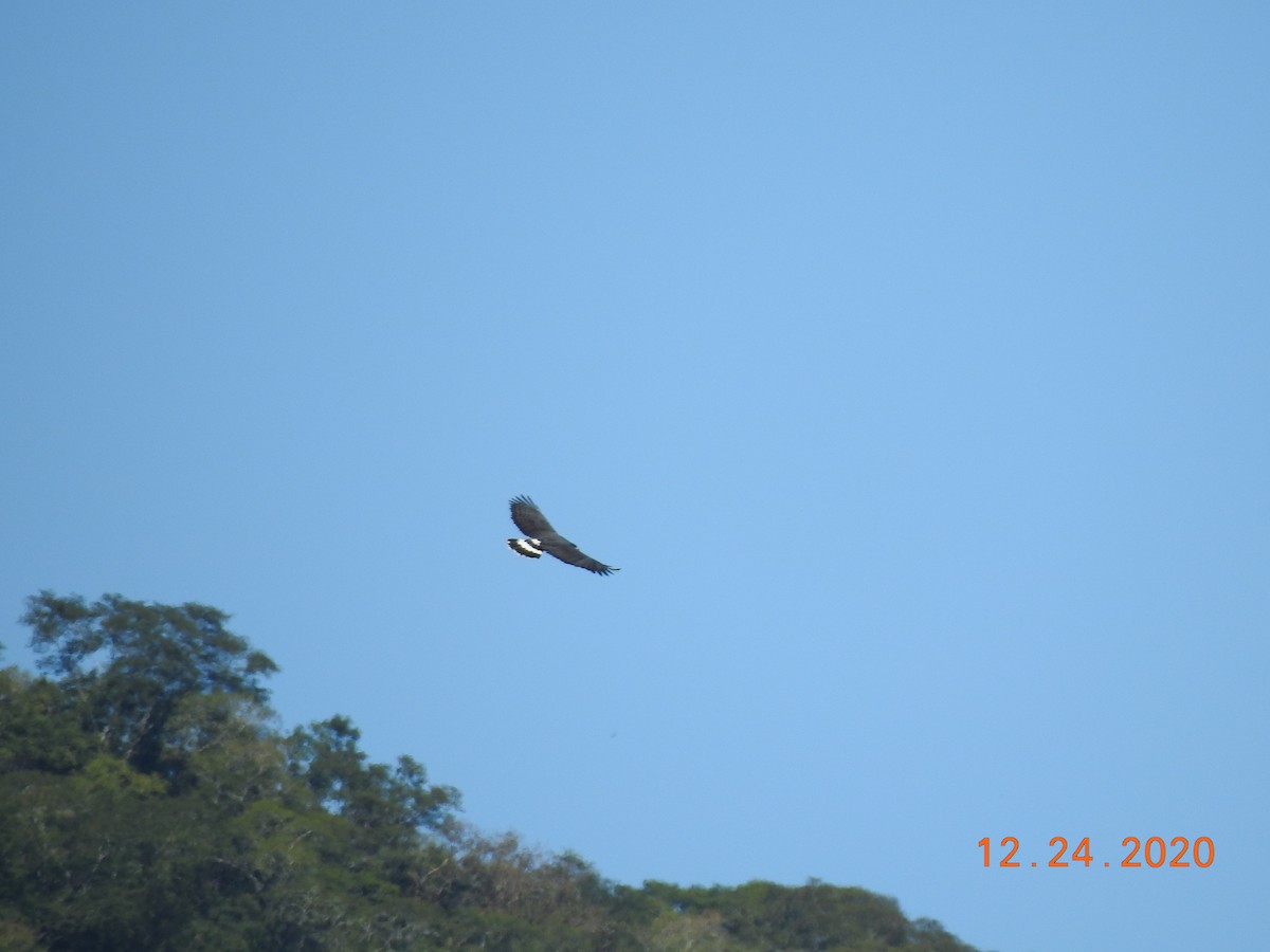 Great Black Hawk - ML312541661