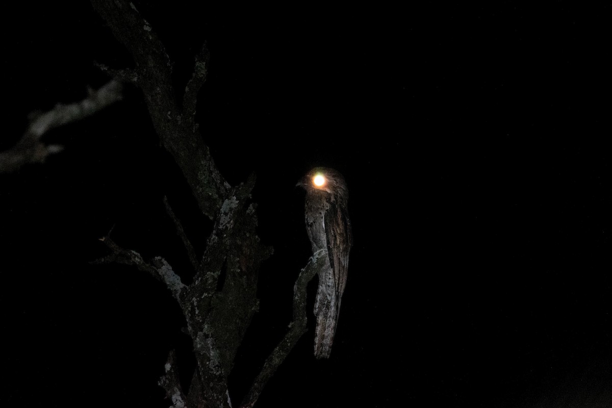 Common Potoo - Joaquín Moyano