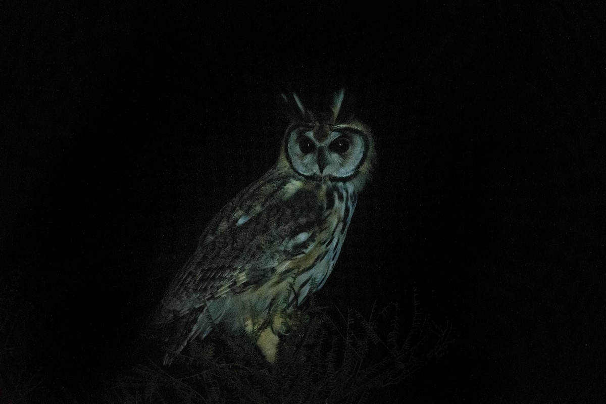 Striped Owl - Joaquín Moyano