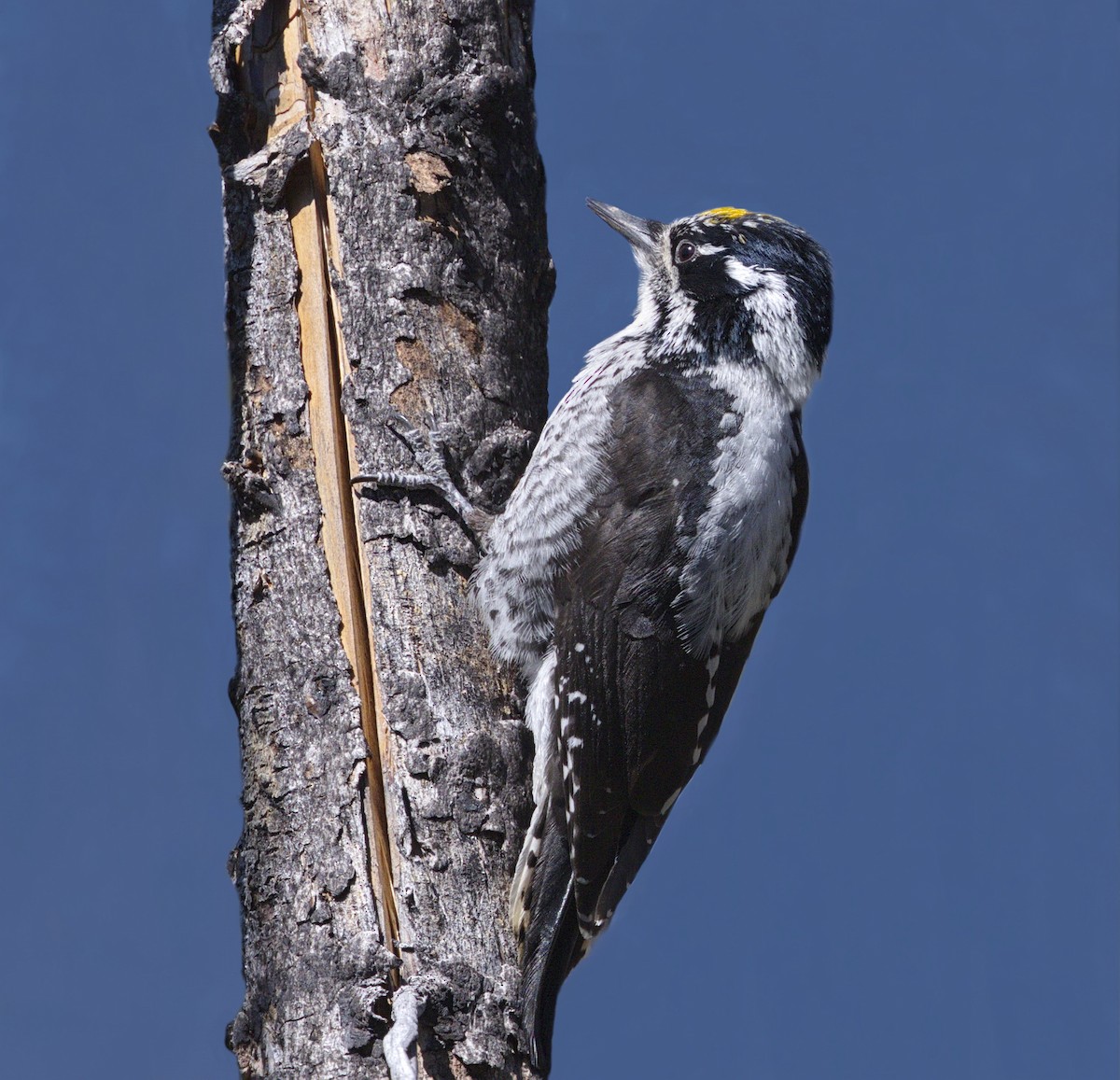 American Three-toed Woodpecker - Iris Kilpatrick