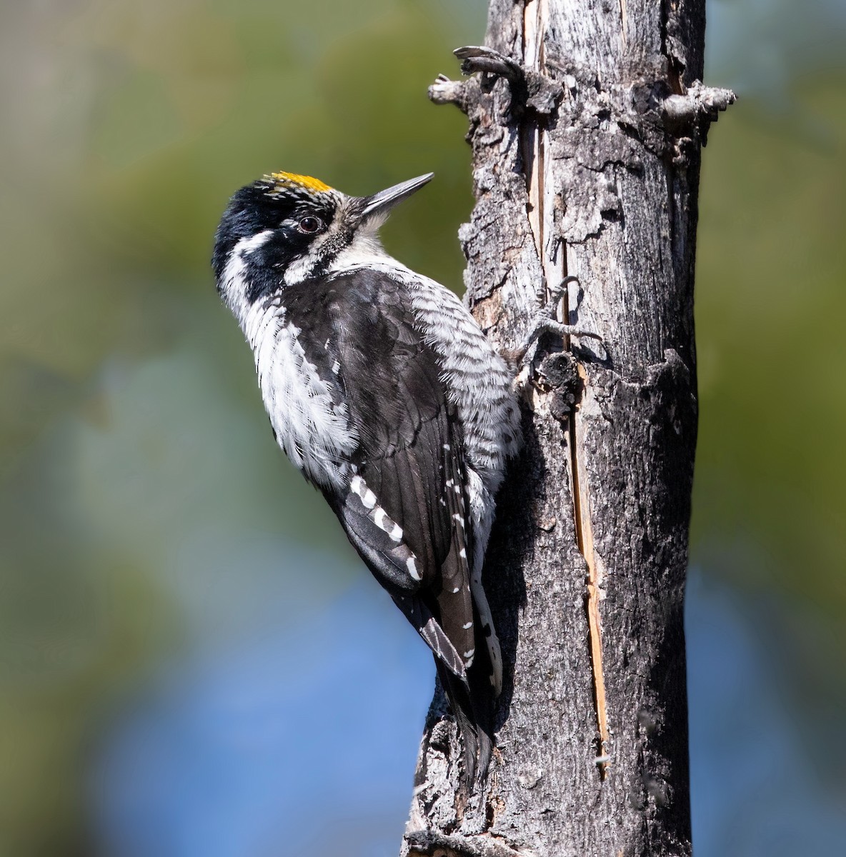 American Three-toed Woodpecker - Iris Kilpatrick