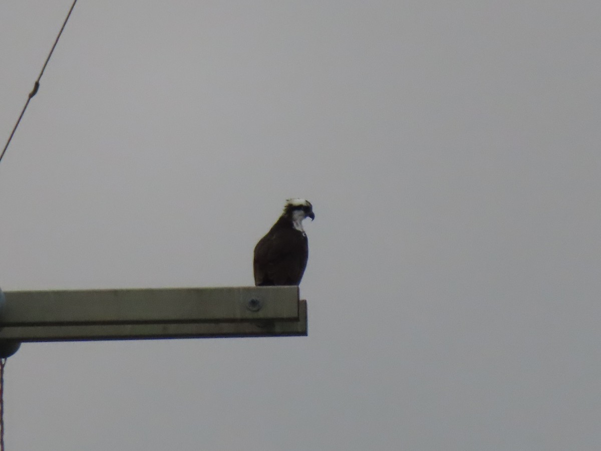 Osprey - ML312542161