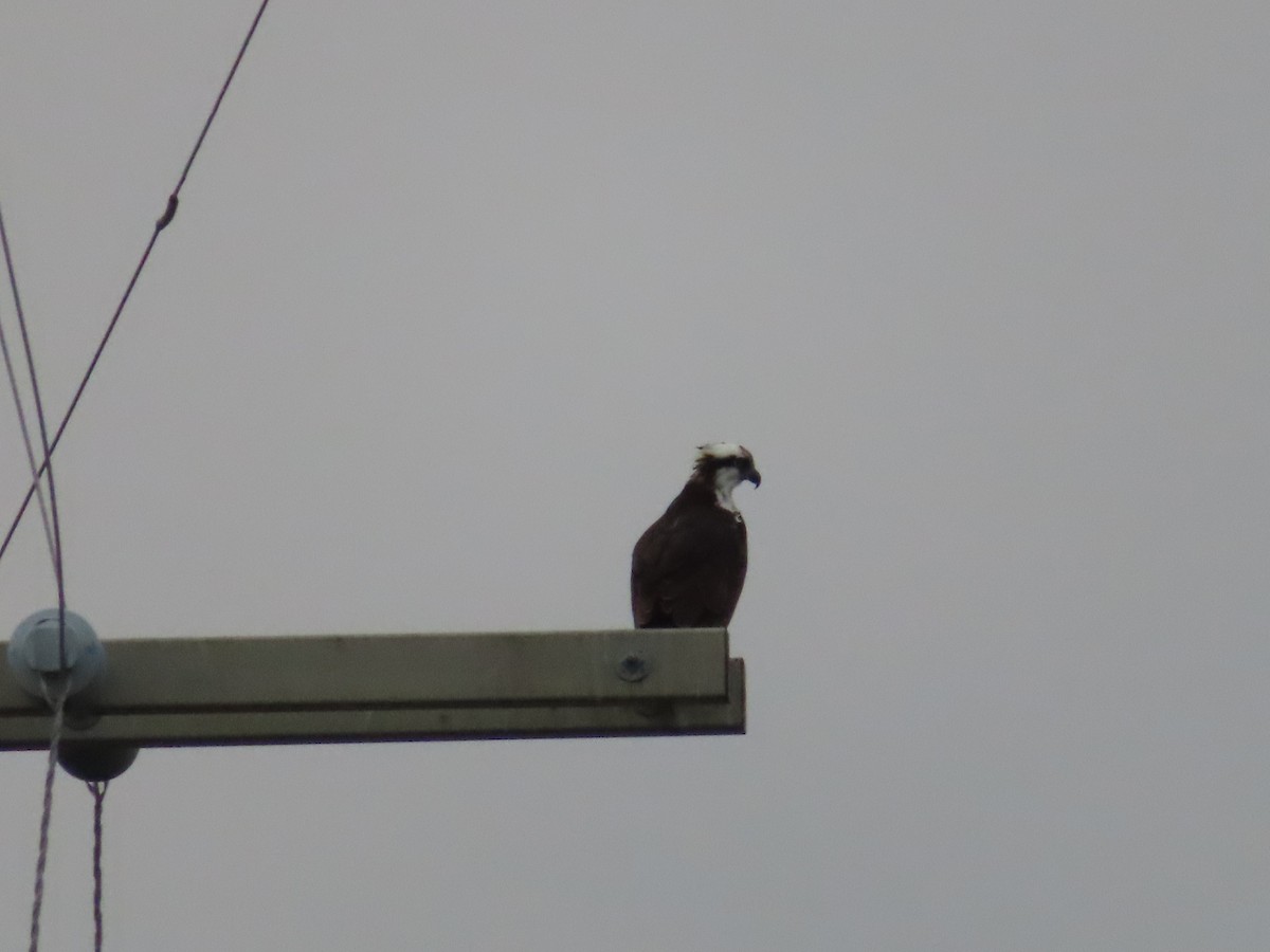 Osprey - ML312542441