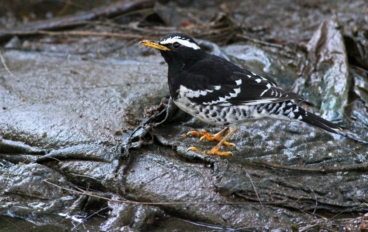 Pied Thrush - Andrew Spencer