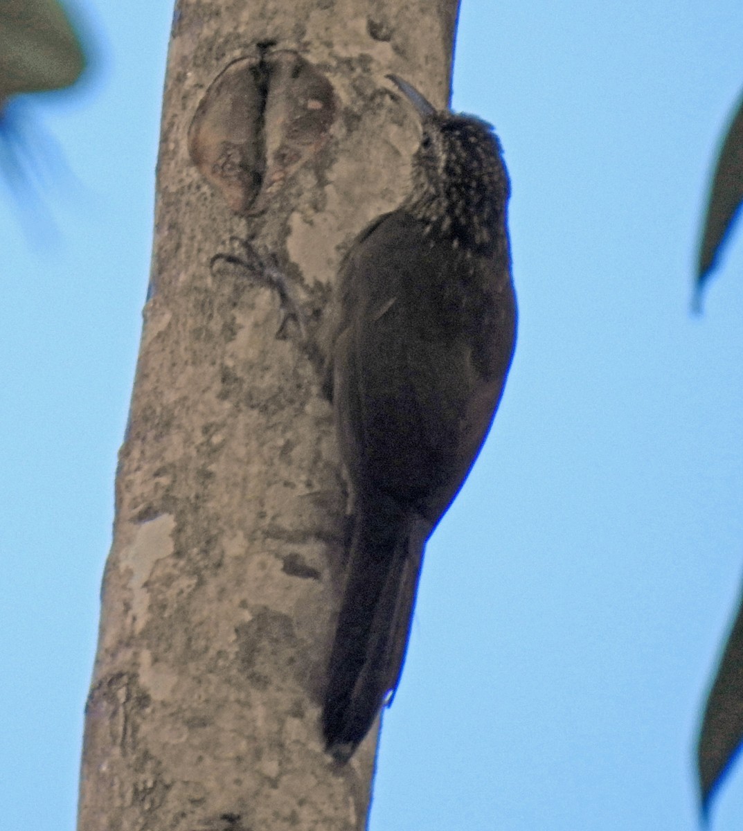 Cocoa Woodcreeper - Danilo Moreno