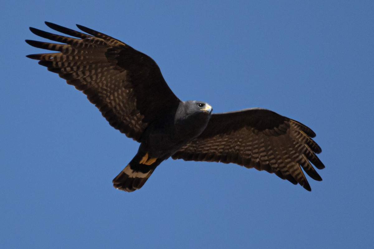 Zone-tailed Hawk - Rafael Rodríguez Brito