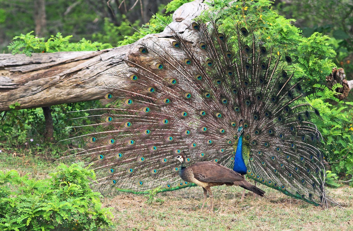 Indian Peafowl - Andrew Spencer