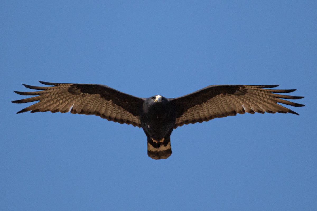 Zone-tailed Hawk - Rafael Rodríguez Brito