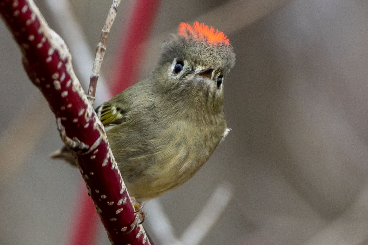 Ruby-crowned Kinglet - Phil Kahler