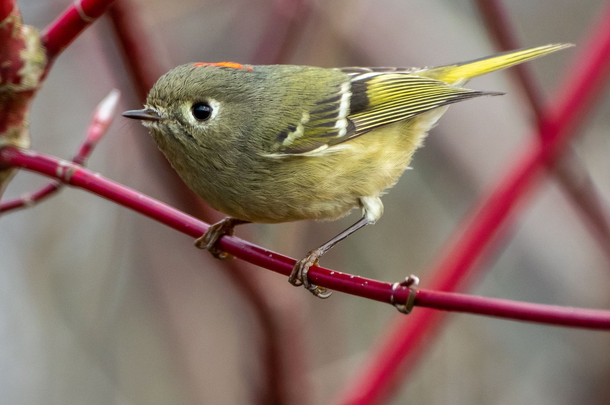 Ruby-crowned Kinglet - Phil Kahler