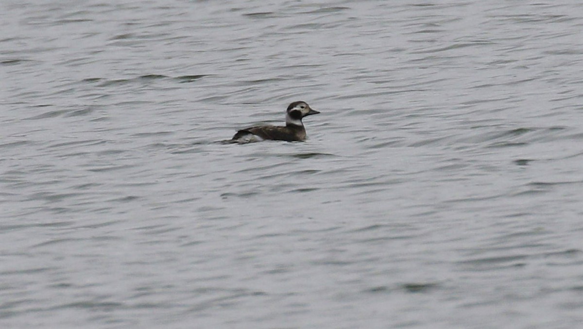 Long-tailed Duck - ML312550081
