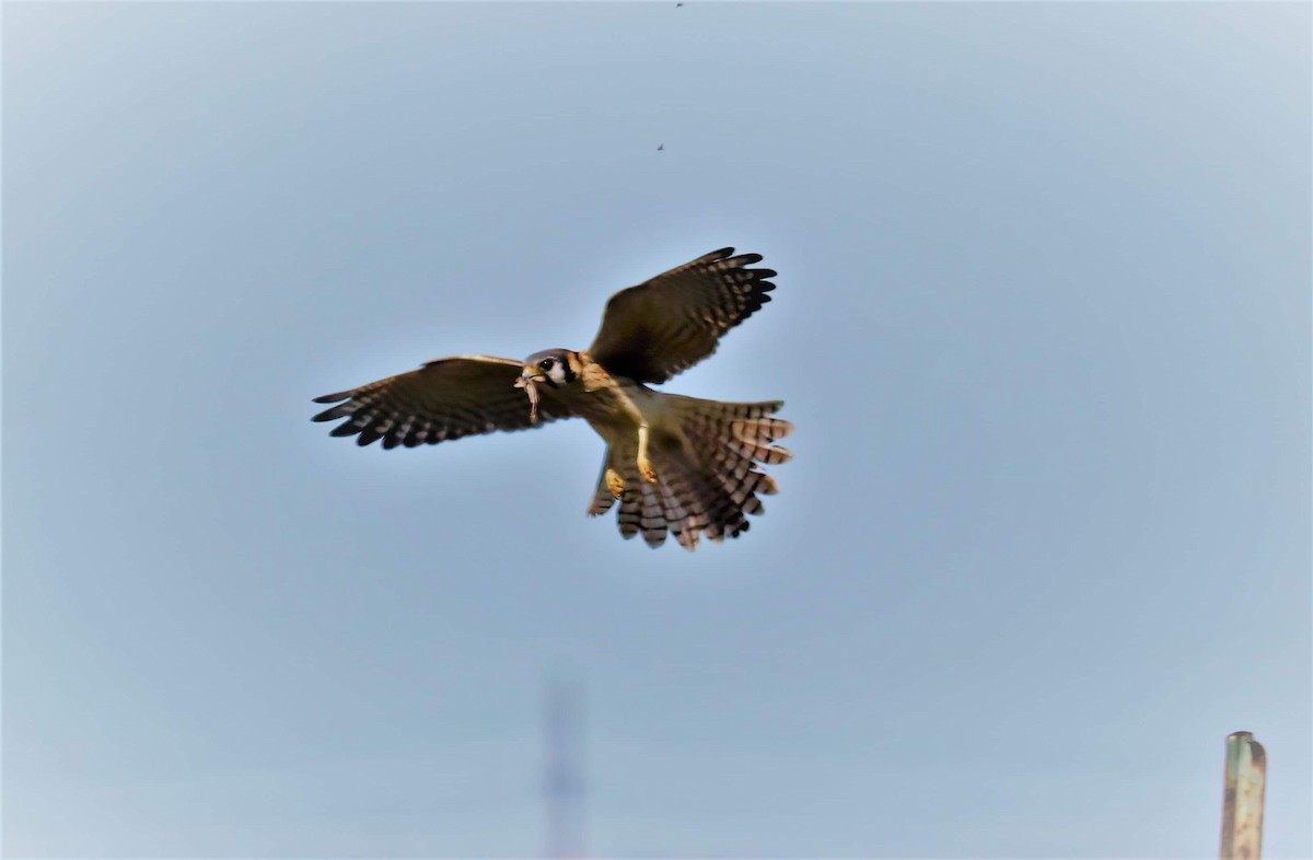 American Kestrel - ML312550431