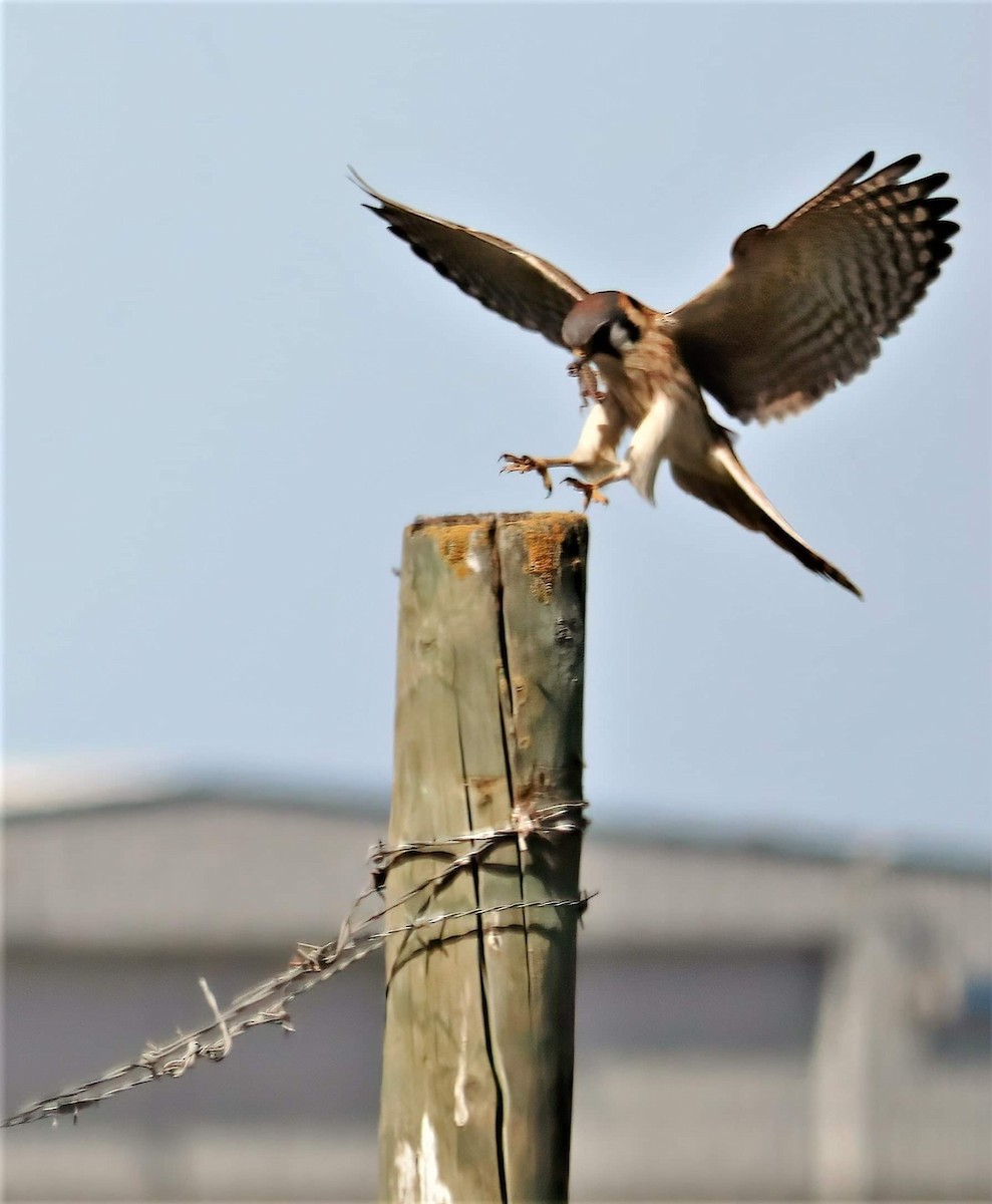 American Kestrel - ML312550531