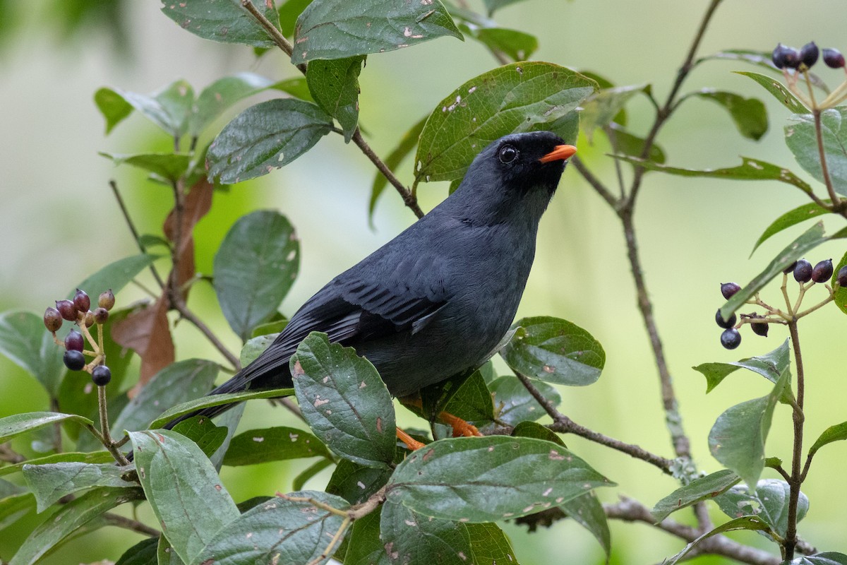 Black-faced Solitaire - Eric Zawatski