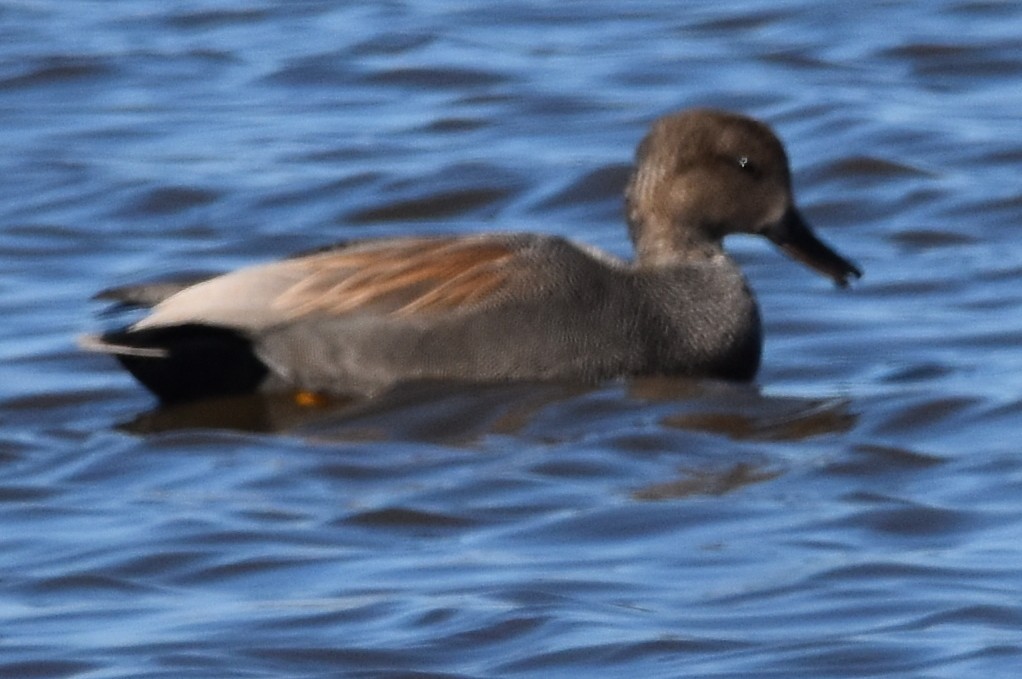 Gadwall - ML312551821