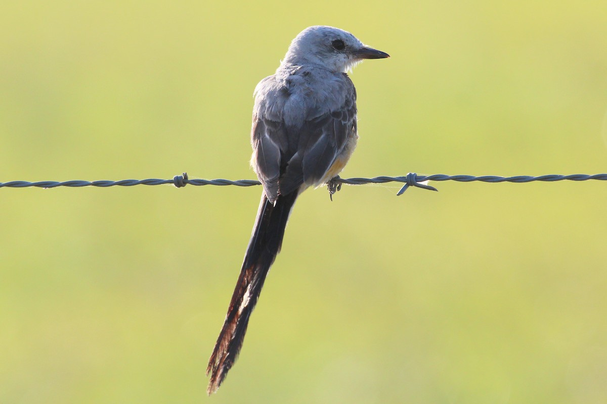 Scissor-tailed Flycatcher - Mark Scheuerman