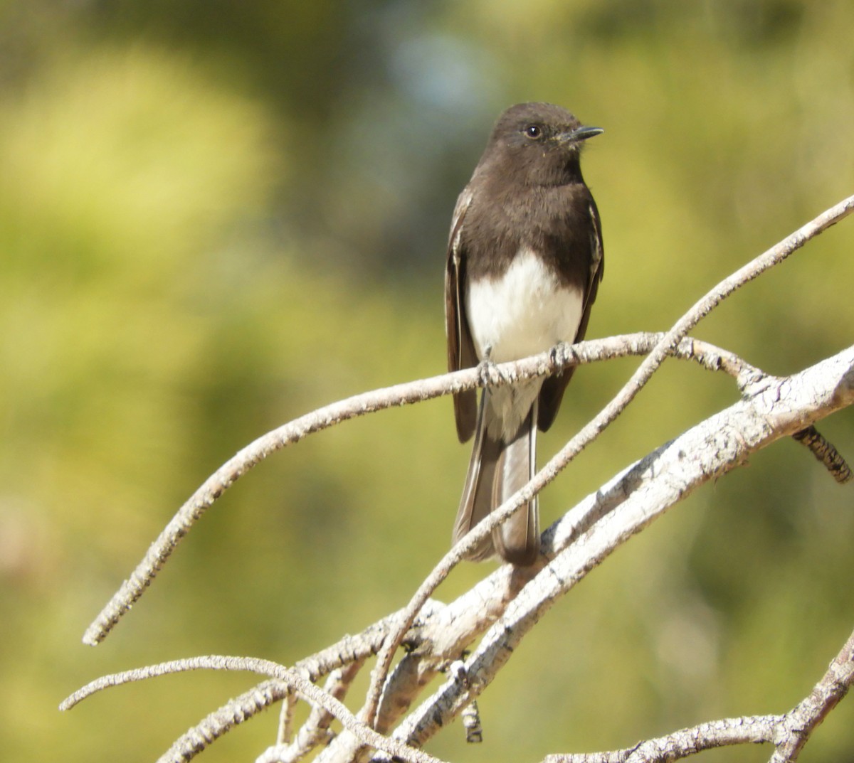 Black Phoebe - ML312552131